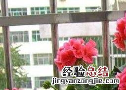 天竺葵怎么能养好 天竺葵怎么能养好看