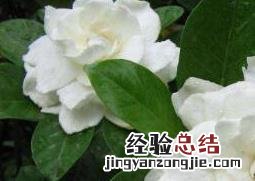 栀子花怎么养才长得好 栀子花怎么养