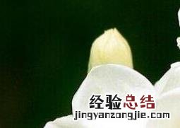 栀子花怎么养才长得好 栀子花怎么养