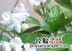 茉莉花怎么养 茉莉花怎么养才能更旺盛