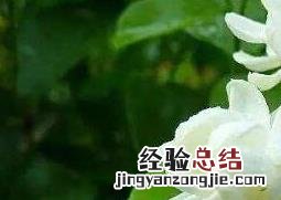 茉莉花怎么养 茉莉花怎么养才能更旺盛