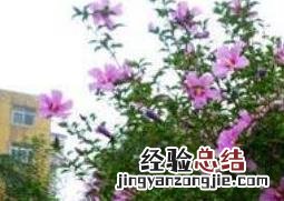 木槿花的功效与作用 木槿花的功效与作用及食用方法