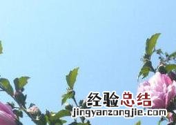 木槿花的功效与作用 木槿花的功效与作用及食用方法