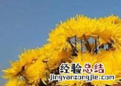 金丝皇菊对女性的好处 金丝皇菊对女性的好处和坏处
