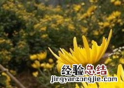 金丝皇菊对女性的好处 金丝皇菊对女性的好处和坏处