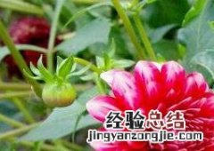 大丽花的养殖方法 大丽花的养殖方法时间