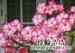 沙漠玫瑰怎么养繁殖 沙漠玫瑰怎么养