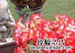 沙漠玫瑰怎么养繁殖 沙漠玫瑰怎么养