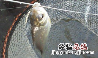 怎么才能钓到鲫鱼 怎么钓鲫鱼