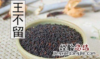 炒王不留行的功效与作用与主治 炒王不留行的功效与作用