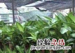 巴西木怎么养才能发芽 巴西木怎么养
