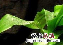 巴西木怎么养才能发芽 巴西木怎么养