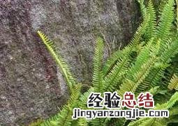 蕨类植物怎么养 盆栽蕨类植物怎么养