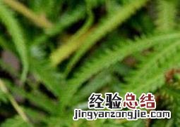 蕨类植物怎么养 盆栽蕨类植物怎么养