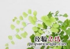 铁线蕨怎么养 铁线蕨怎么养护盆栽的吗
