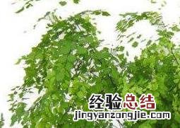 铁线蕨怎么养 铁线蕨怎么养护盆栽的吗