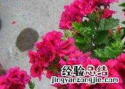 天竺葵怎么养 垂吊天竺葵怎么养