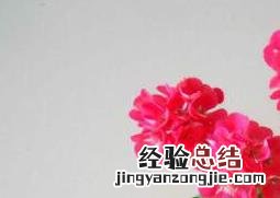 天竺葵怎么养 垂吊天竺葵怎么养
