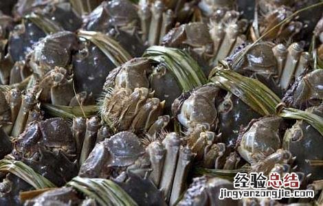大闸蟹劣质蟹苗的辨别方法 大闸蟹劣质蟹苗的辨别方法图片