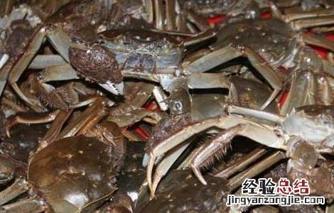 大闸蟹劣质蟹苗的辨别方法 大闸蟹劣质蟹苗的辨别方法图片