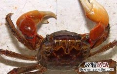 大闸蟹劣质蟹苗的辨别方法 大闸蟹劣质蟹苗的辨别方法图片