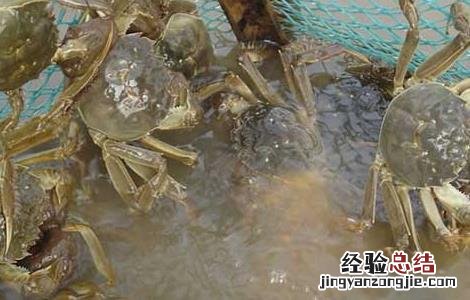 河蟹抖抖病的有效防治方法 螃蟹颤抖病防治方法