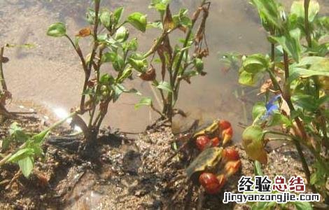 螃蟹腐壳病怎么治疗 螃蟹蜕壳障碍病防治方法