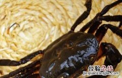 螃蟹腐壳病怎么治疗 螃蟹蜕壳障碍病防治方法