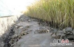 螃蟹蟹奴病防治方法 螃蟹怎么治疗