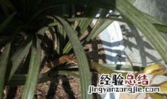 肉质根怎么养 肉质根怎么养才能活