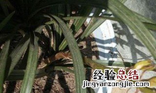 肉质根怎么养 肉质根怎么养才能活