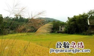 富硒米的产地在哪里 富硒米的产地在哪里啊