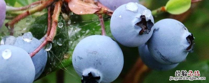 蓝莓灰霉病的治疗方法 蓝莓常见病虫害防治方法