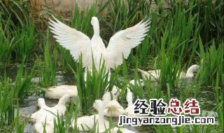 连城白鸭的药用价值 连城白鸭的功效