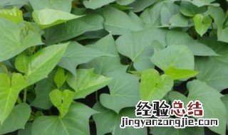红薯叶多吃有什么好处 红薯叶的好处是什么