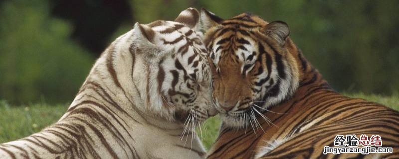公老虎和母老虎怎么分 老虎怎么分公母