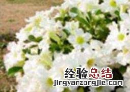 沙漠玫瑰的修剪方法图 沙漠玫瑰的修剪方法图沙漠玫瑰怎样种植