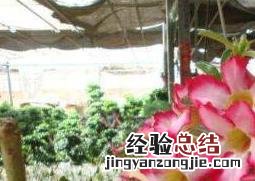 沙漠玫瑰的修剪方法图 沙漠玫瑰的修剪方法图沙漠玫瑰怎样种植