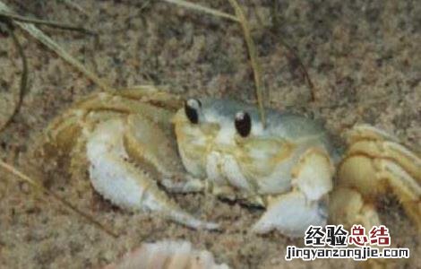 大闸蟹养殖技术 大闸蟹养殖技术视频教程