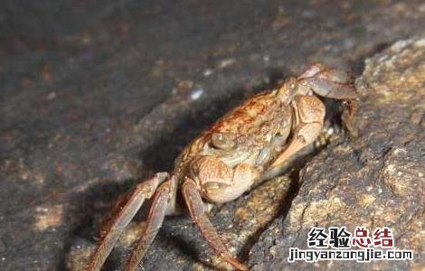 大闸蟹养殖技术 大闸蟹养殖技术视频教程
