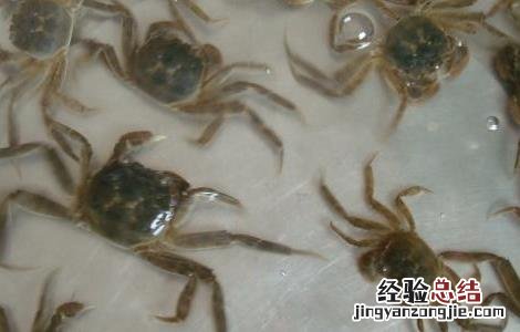 大闸蟹养殖技术 大闸蟹养殖技术视频教程