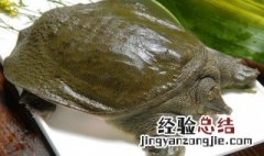 甲鱼功效 甲鱼功效有哪些