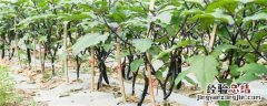 茄子怎么摘心 茄子种植要不要:摘心