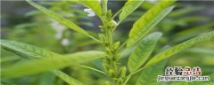 秋芝麻什么时候种 秋芝麻的生长期是多少天
