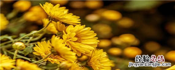 菊花喜欢什么性质的土壤 菊花适合什么土壤生长