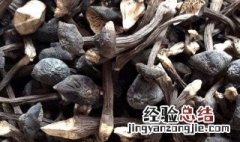 干制鸡枞菌怎么泡发烹调 干鸡枞菌怎么泡发