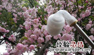 桃树如何人工授粉 桃树人工授粉的方法