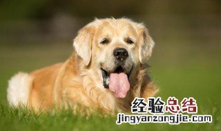 怎么挑选一只好的金毛 怎么挑选一只好的金毛狗