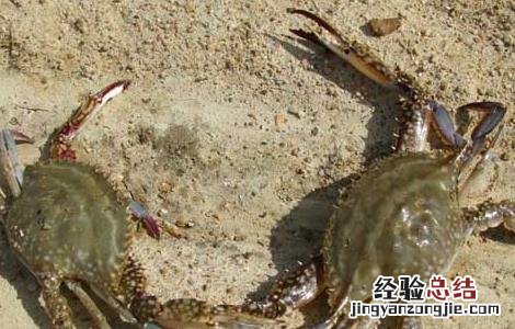 河北大闸蟹养殖基地 河沟围拦生态养殖大闸蟹技术