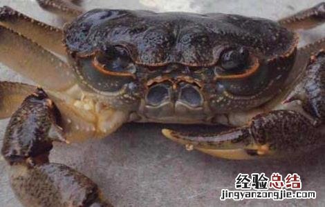 河北大闸蟹养殖基地 河沟围拦生态养殖大闸蟹技术
